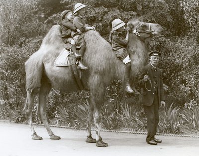 A Bactrian Camel Ride with Keeper and Three Children at London Zoo, May 1914 by Frederick William Bond